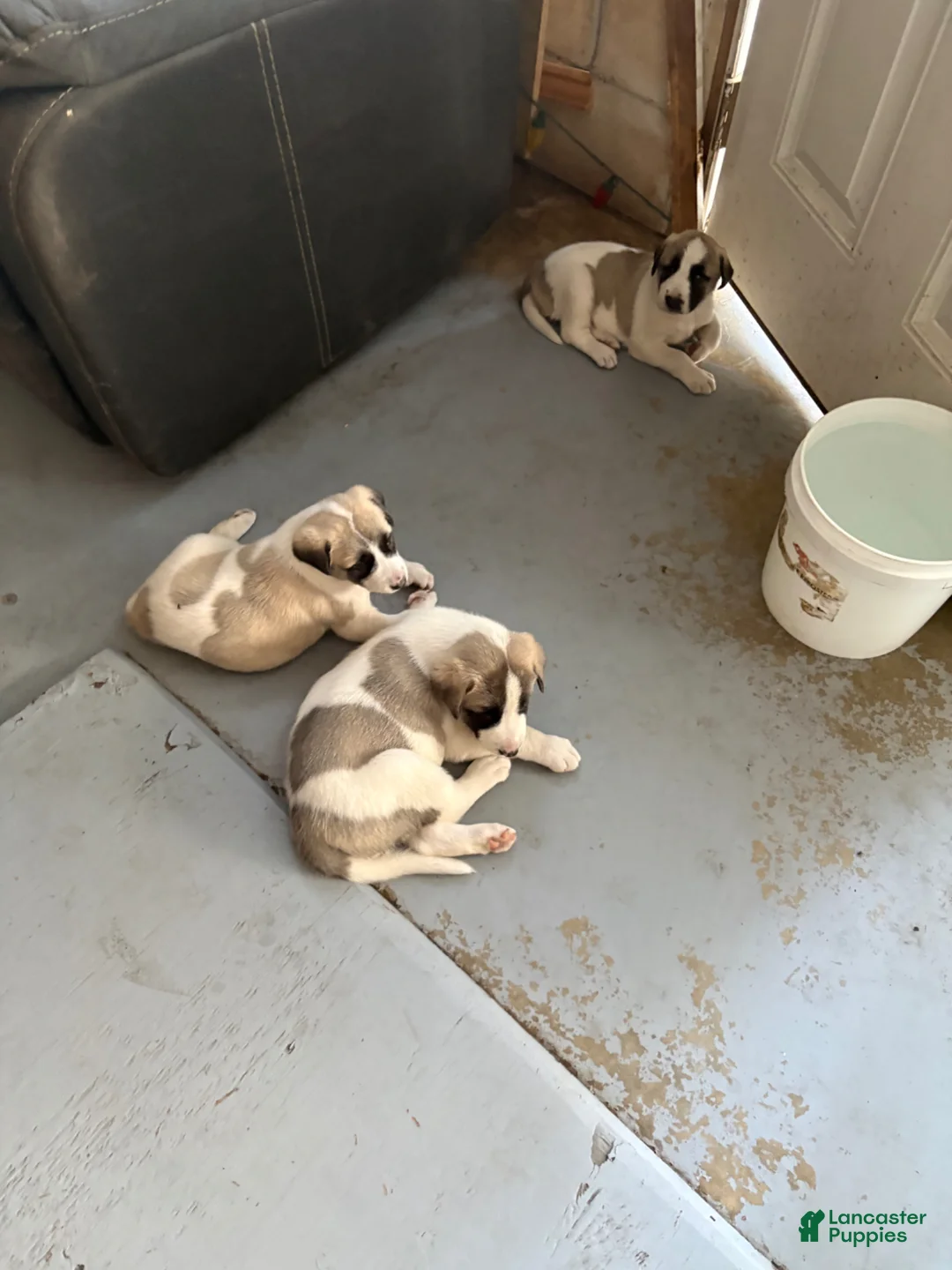 Anatolian Shepherd dogs for sale: Anatolian Shepherd Puppy 1 - Ad 1
