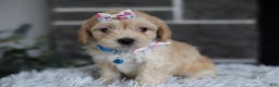 Maltipoo dogs for sale: Millie - Ad 9