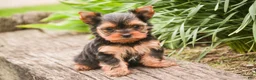Yorkshire Terrier dogs for sale: Buckskin - Ad 6
