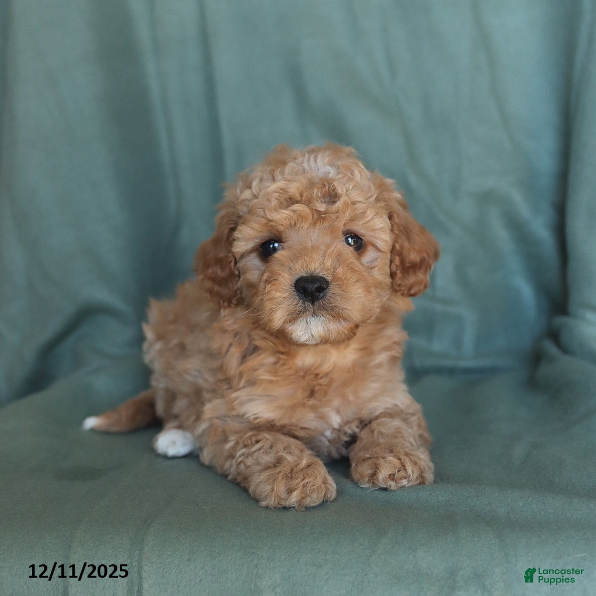 Miniature Poodle dogs Sawyer - Ad 9