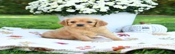 Golden Retriever dogs for sale: Lillie - Ad 2