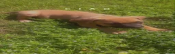 Cane Corso dogs for sale: Cane Corso Puppy 3 - Ad 1