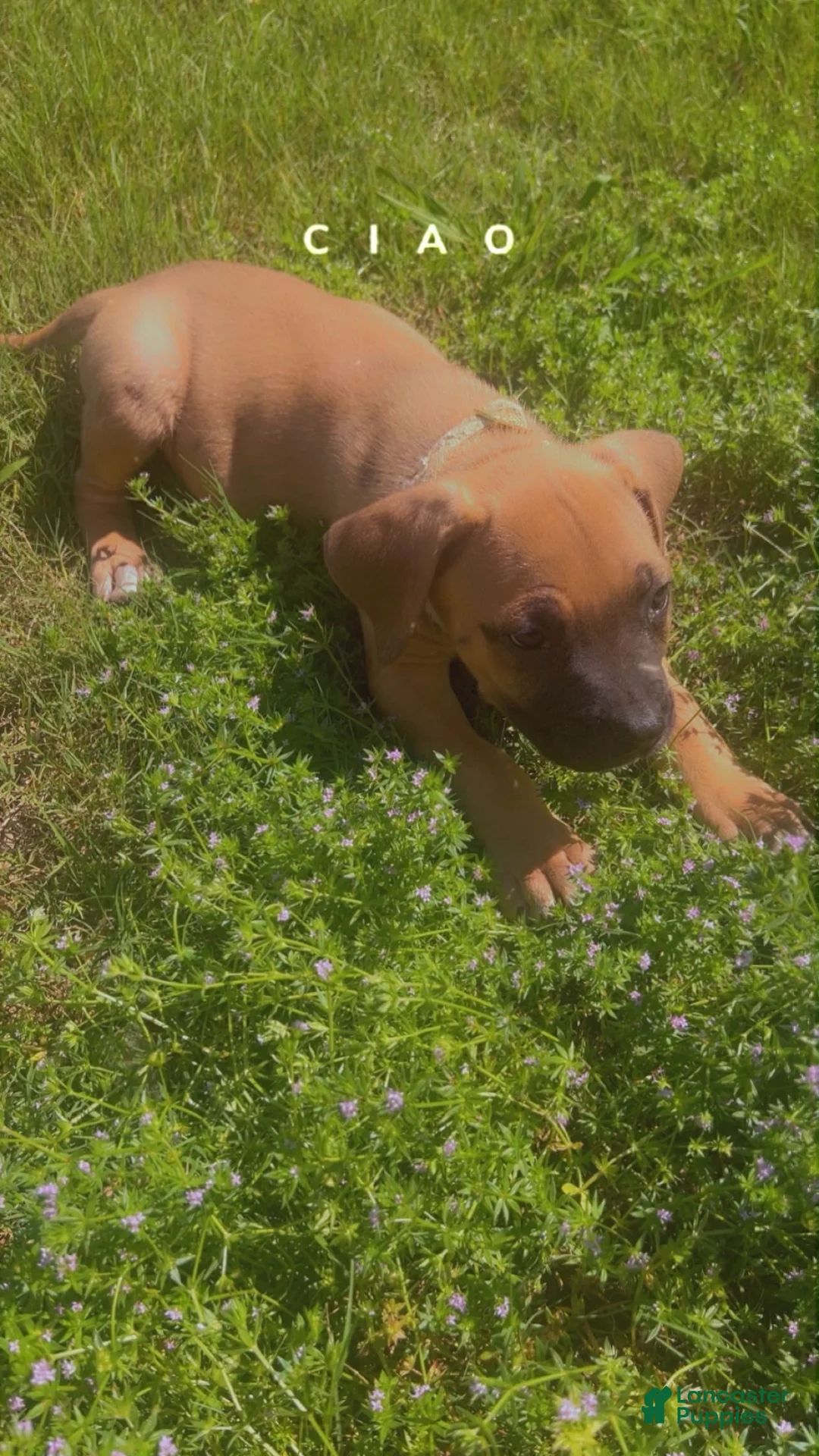 Cane Corso dogs for sale: Cane Corso Puppy 3 - Ad 1