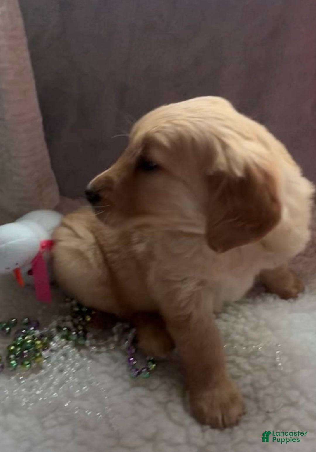 Golden Retriever dogs for sale: Benson  - Ad 2