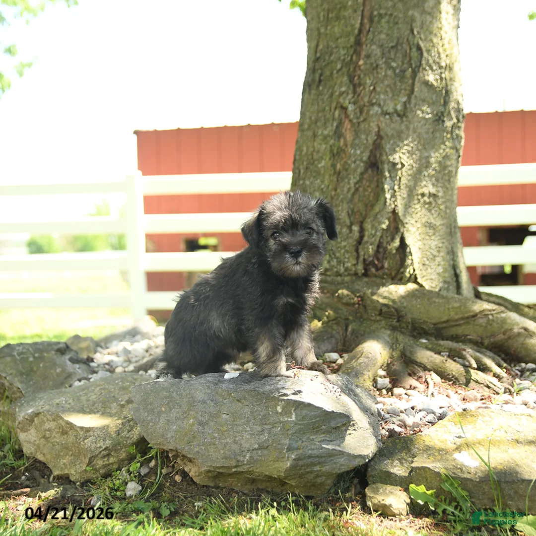 Miniature Schnauzer dogs for sale: Lulu - Ad 3