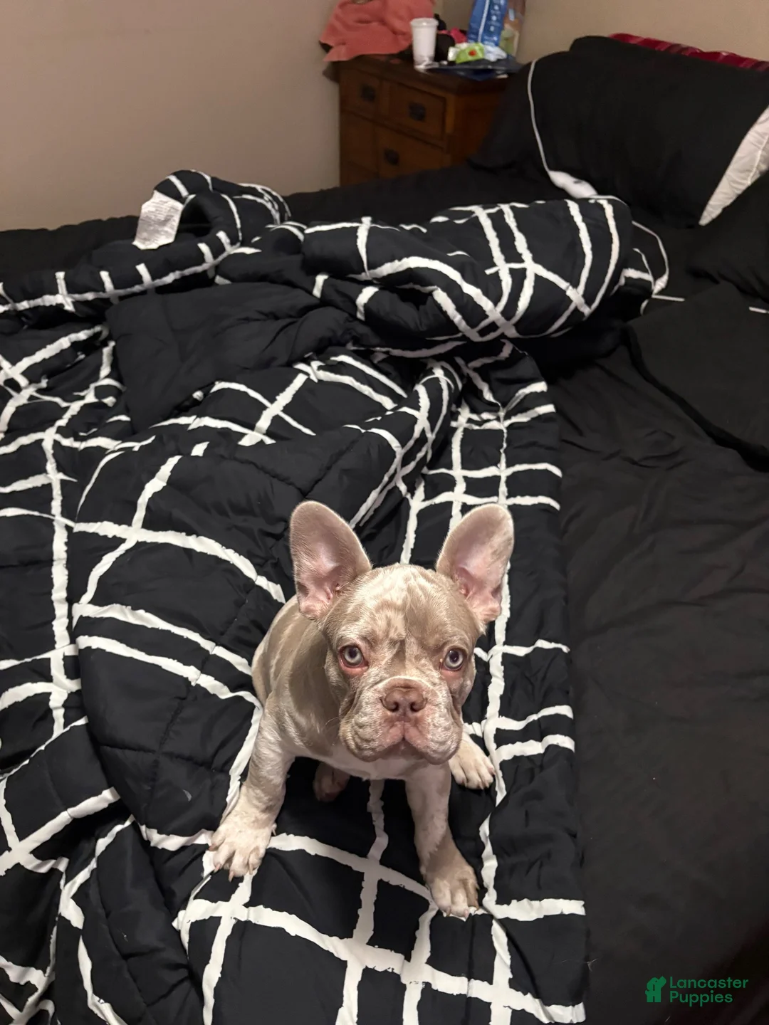 French Bulldog dogs for sale: French Bulldog 1 - Ad 4