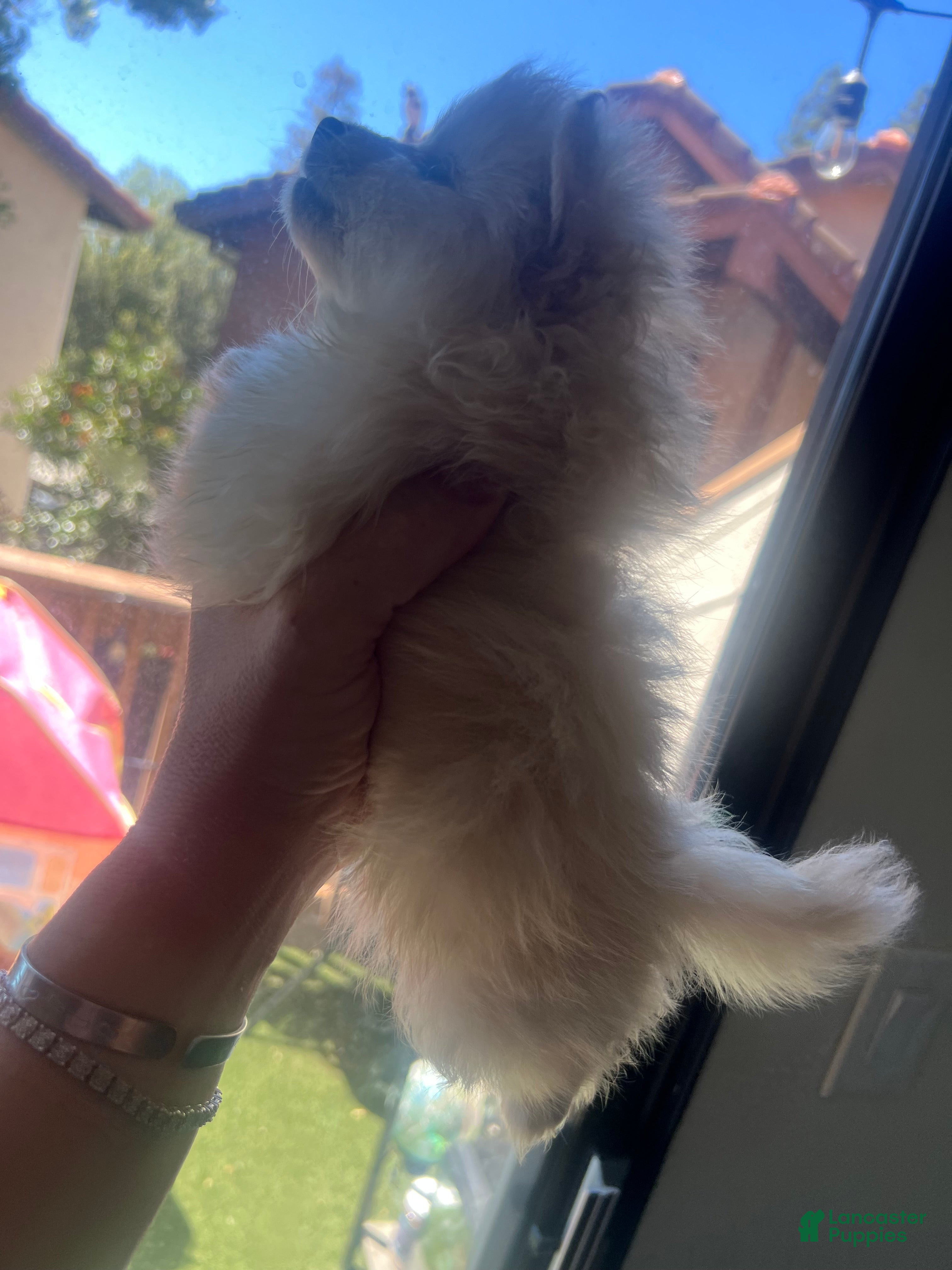 Pomeranian dogs Pomeranian Puppy 3 - Ad 11