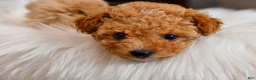 Maltipoo dogs for sale: Ginger - Ad 4