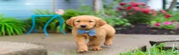 Golden Retriever dogs for sale: Beaver - Ad 6