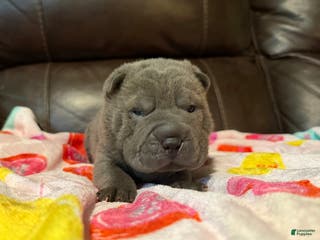 Shar Pei dogs Sully - Ad 5