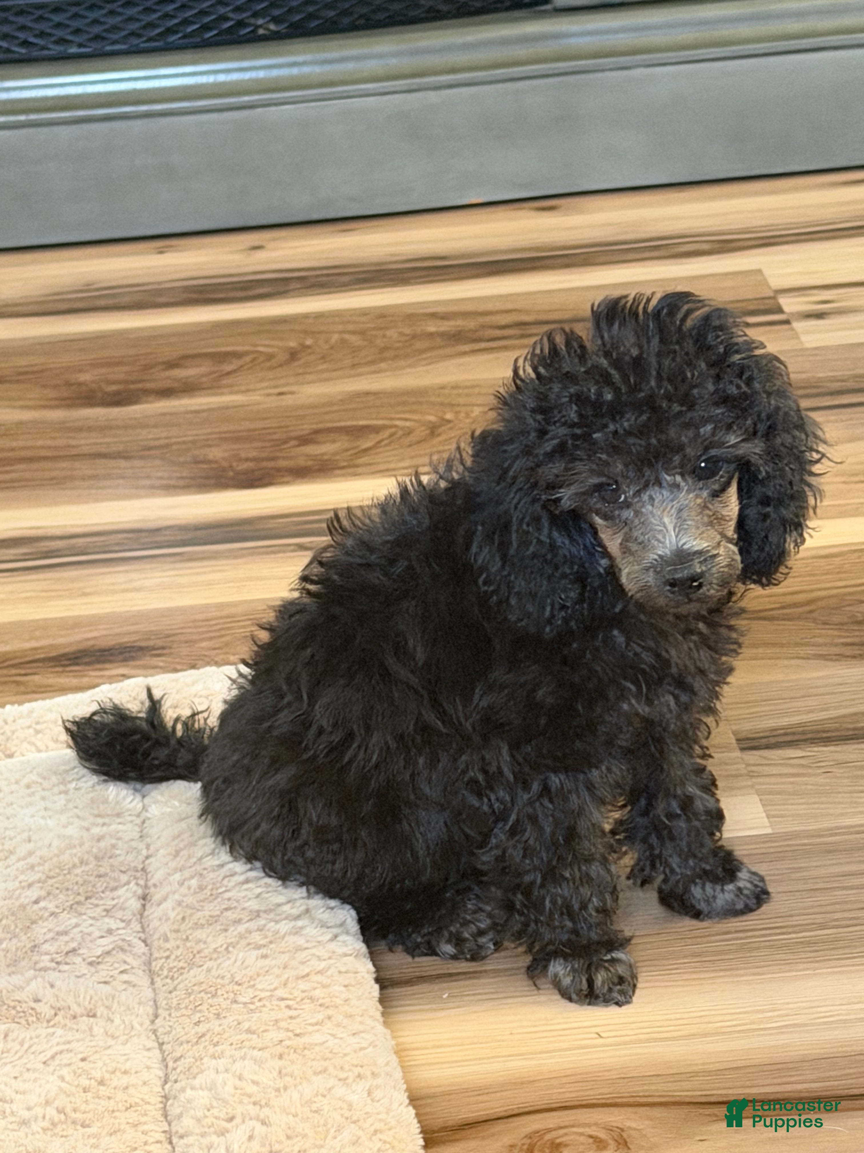 Toy Poodle dogs Toy Poodle 3 - Ad 28