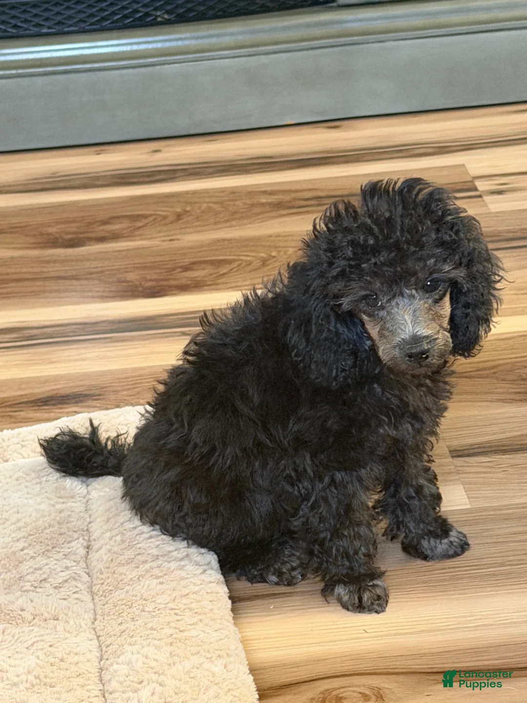 Toy Poodle dogs for sale: Toy Poodle 3 - Ad 1