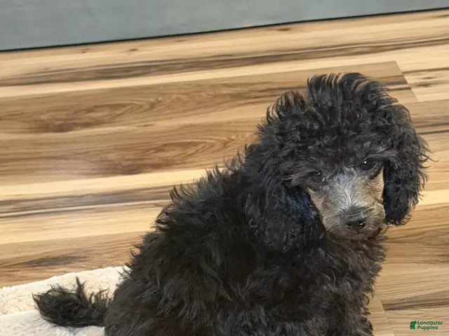 Toy Poodle dogs Toy Poodle 3 - Ad 28