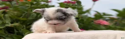French Bulldog dogs for sale: Scout - Ad 4