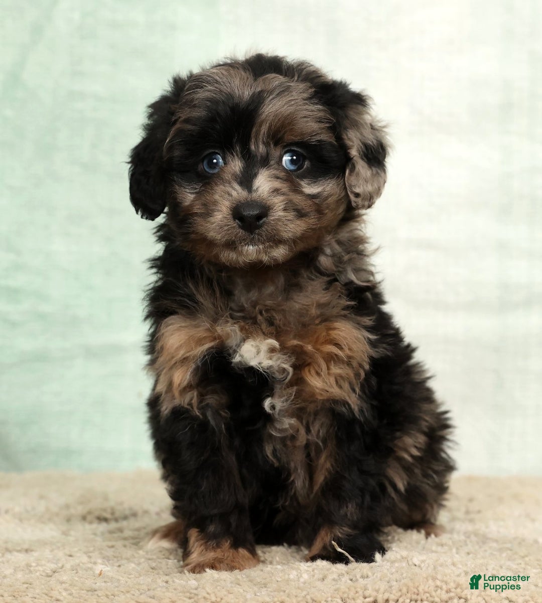 Mini Aussiedoodle dogs for sale: Missy - Ad 5