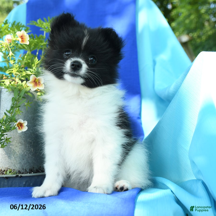 Pomeranian dogs Mercy - Ad 1