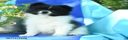 Pomeranian dogs for sale: Mercy - Ad 1