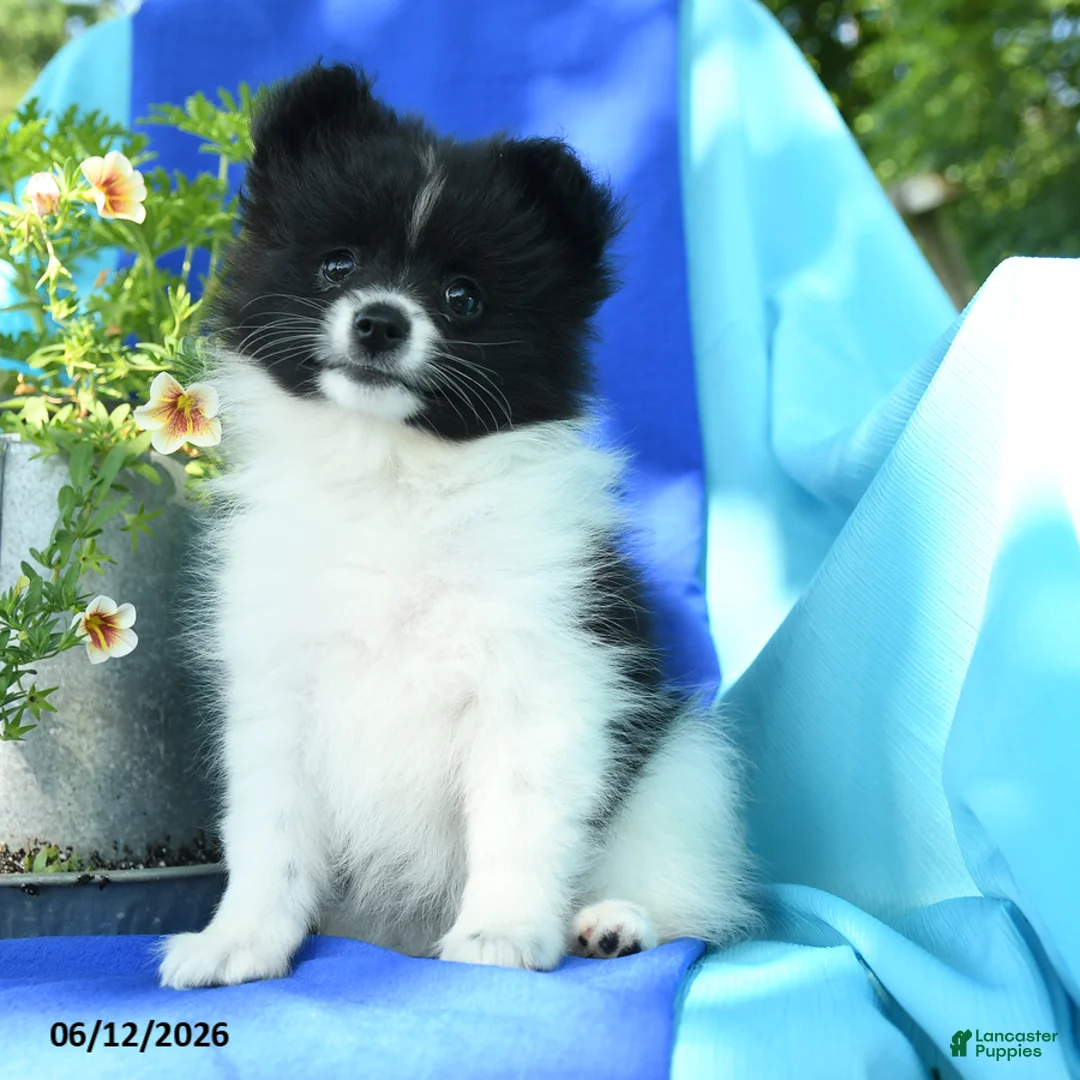 Pomeranian dogs for sale: Mercy - Ad 1