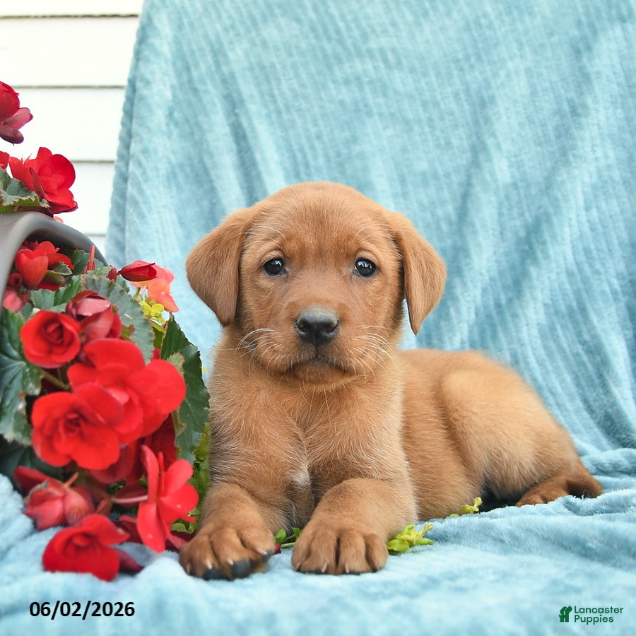 Labrador Retriever dogs for sale: Marmalade - Ad 2