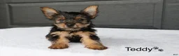 Yorkshire Terrier dogs for sale: Teddy - Ad 3