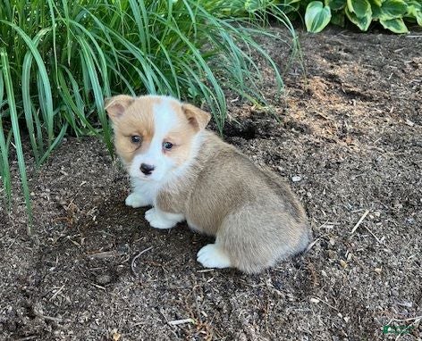 Welsh Corgi Pembroke dogs Larry - Ad 2