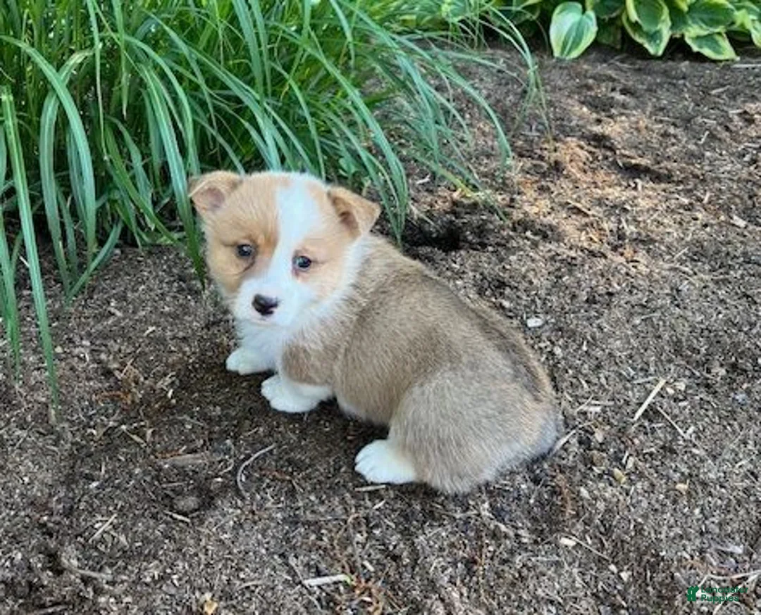 Welsh Corgi Pembroke dogs for sale: Larry - Ad 2