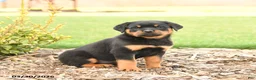 Rottweiler dogs for sale: Russell - Ad 4
