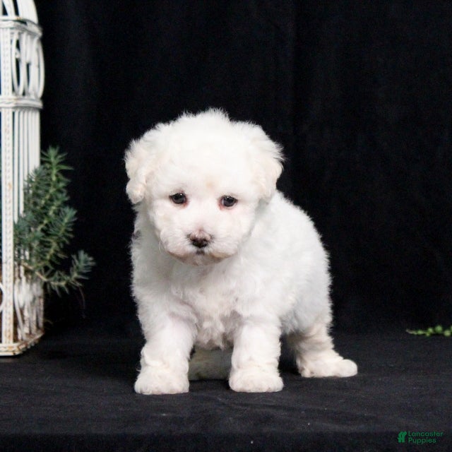 Bichon Frise dogs Elayna - Ad 1