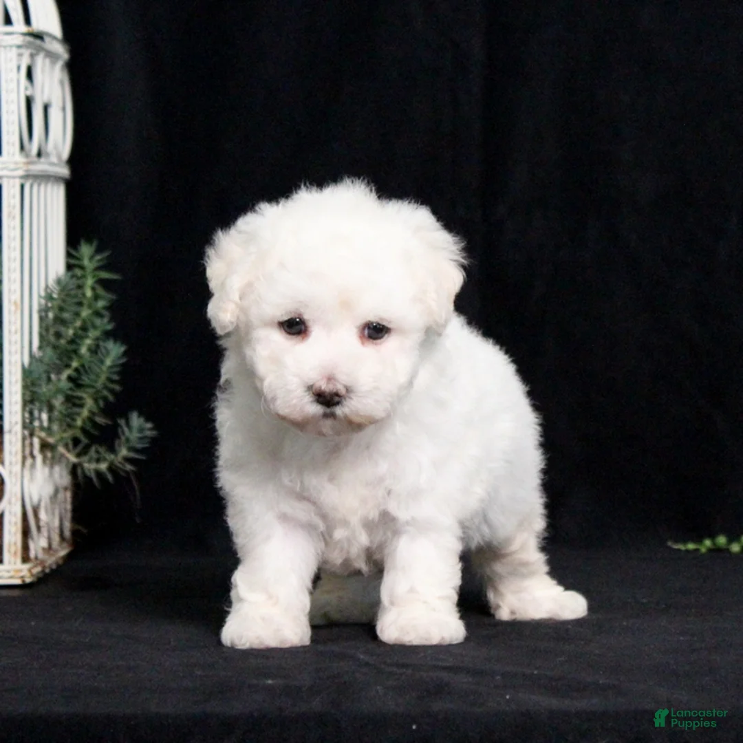 Bichon Frise dogs for sale: Elayna - Ad 1