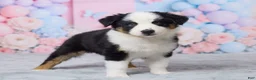 Australian Shepherd dogs for sale: Roxy - Ad 3
