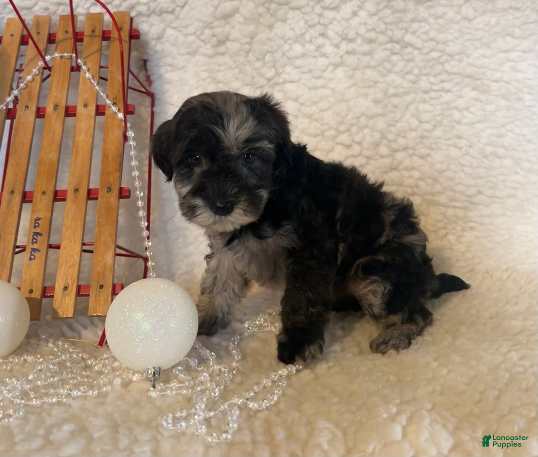 Whoodle dogs for sale: Frisky - Ad 2