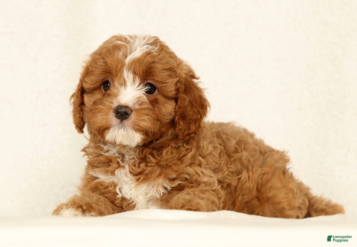 Cavapoo dogs Hazel - Ad 1