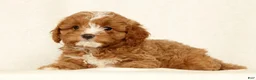 Cavapoo dogs for sale: Hazel - Ad 1