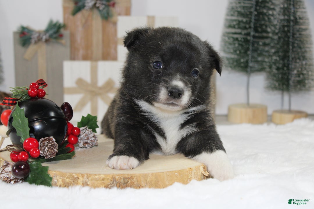 Welsh Corgi Pembroke dogs for sale: Jenny - Ad 1