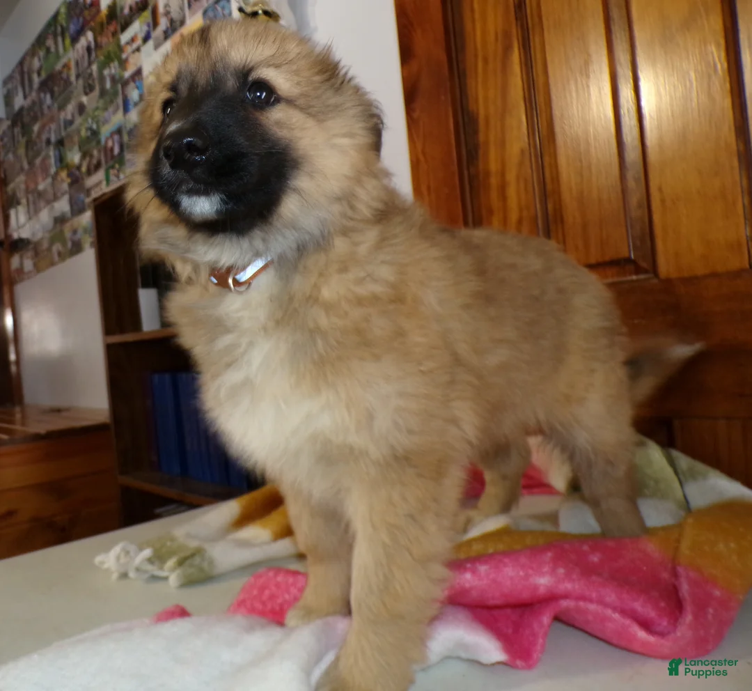 Mixed Breed dogs for sale: Mixed Breed Puppy 5 Lulu Belle - Ad 2