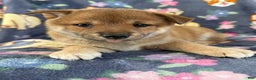 Shiba Inu dogs for sale: Bailey - Ad 3