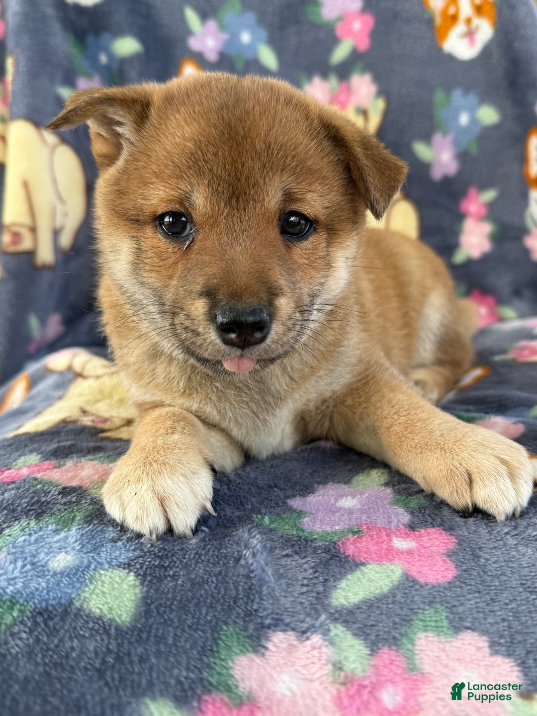 Shiba Inu dogs for sale: Bailey - Ad 3