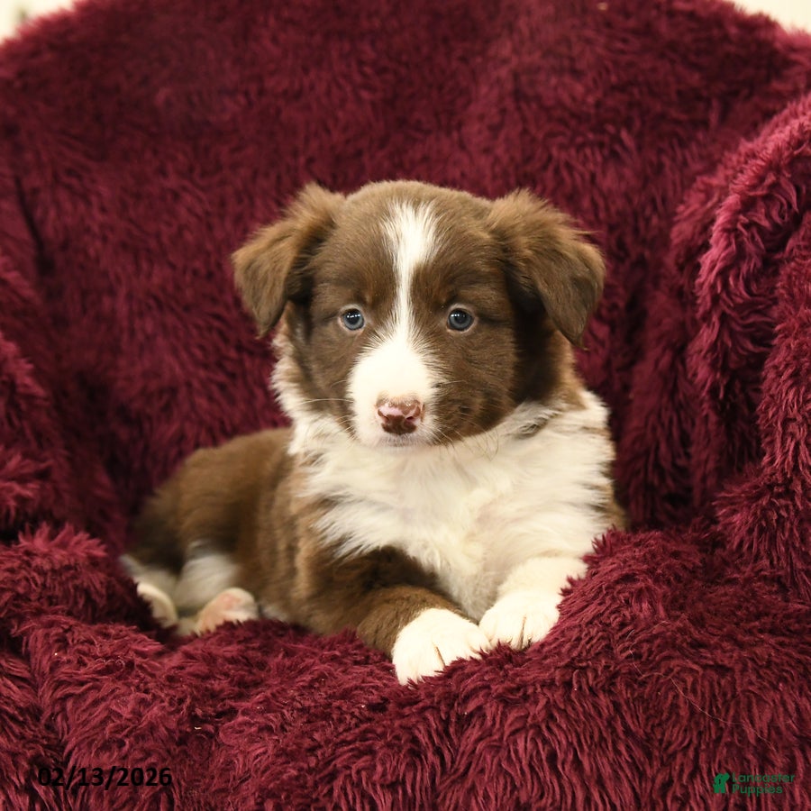 Border Collie dogs Mojo - Ad 42