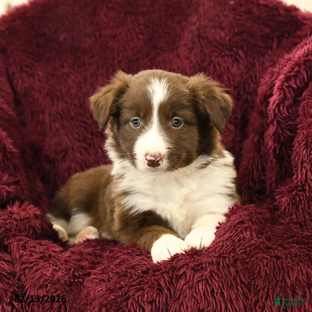 Border Collie dogs for sale: Mojo - Ad 1