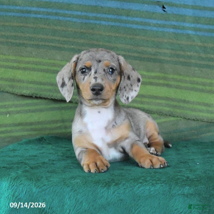 Miniature Dachshund dogs Rain - Ad 2