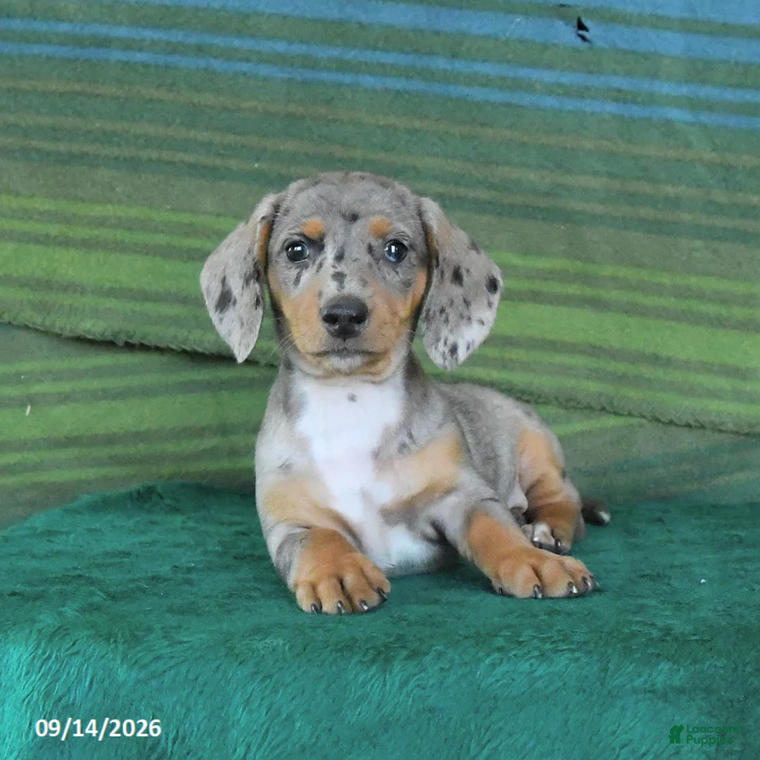 Miniature Dachshund dogs for sale: Rain - Ad 2