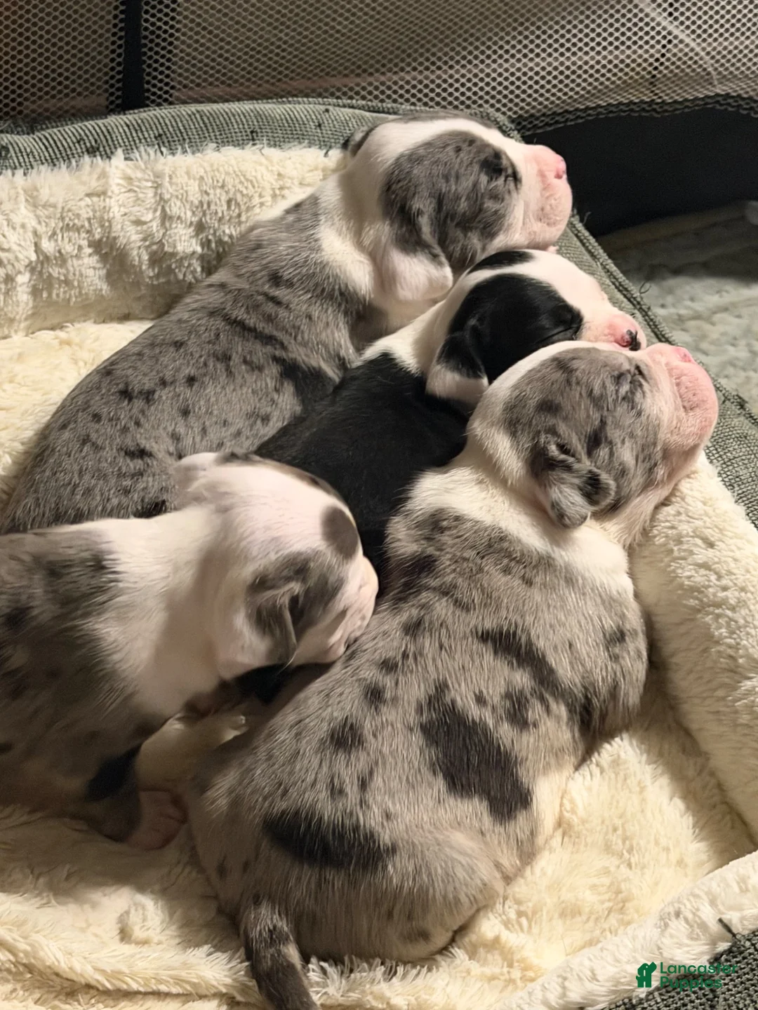 American Bully dogs for stud: Pocket Bully Litter - Ad 1