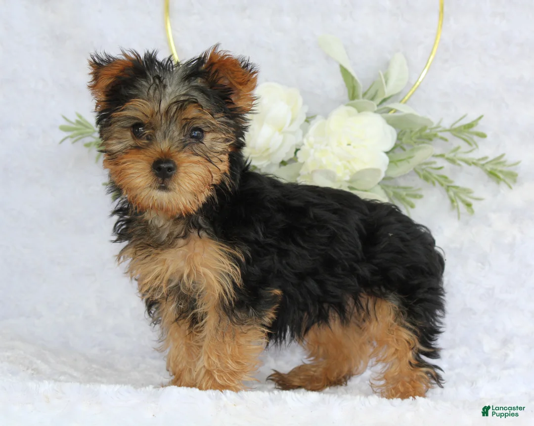 Yorkshire Terrier dogs for sale: Blaze - Ad 2