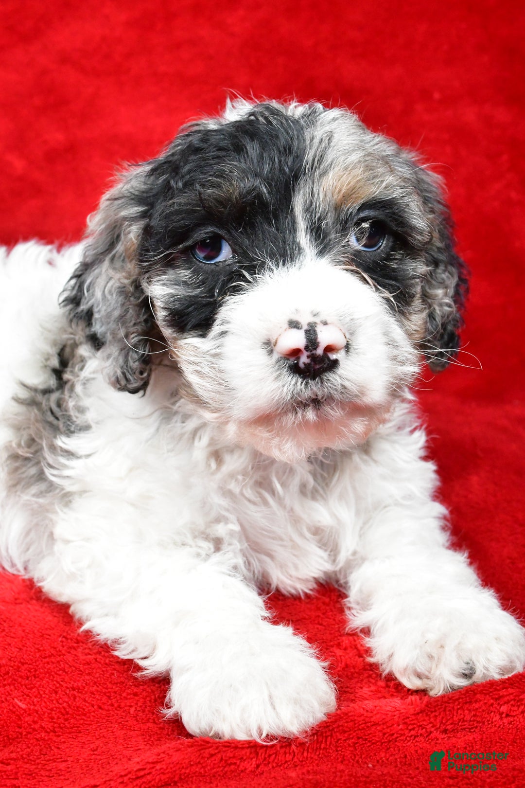 Cockapoo dogs for sale: Myles - Ad 3