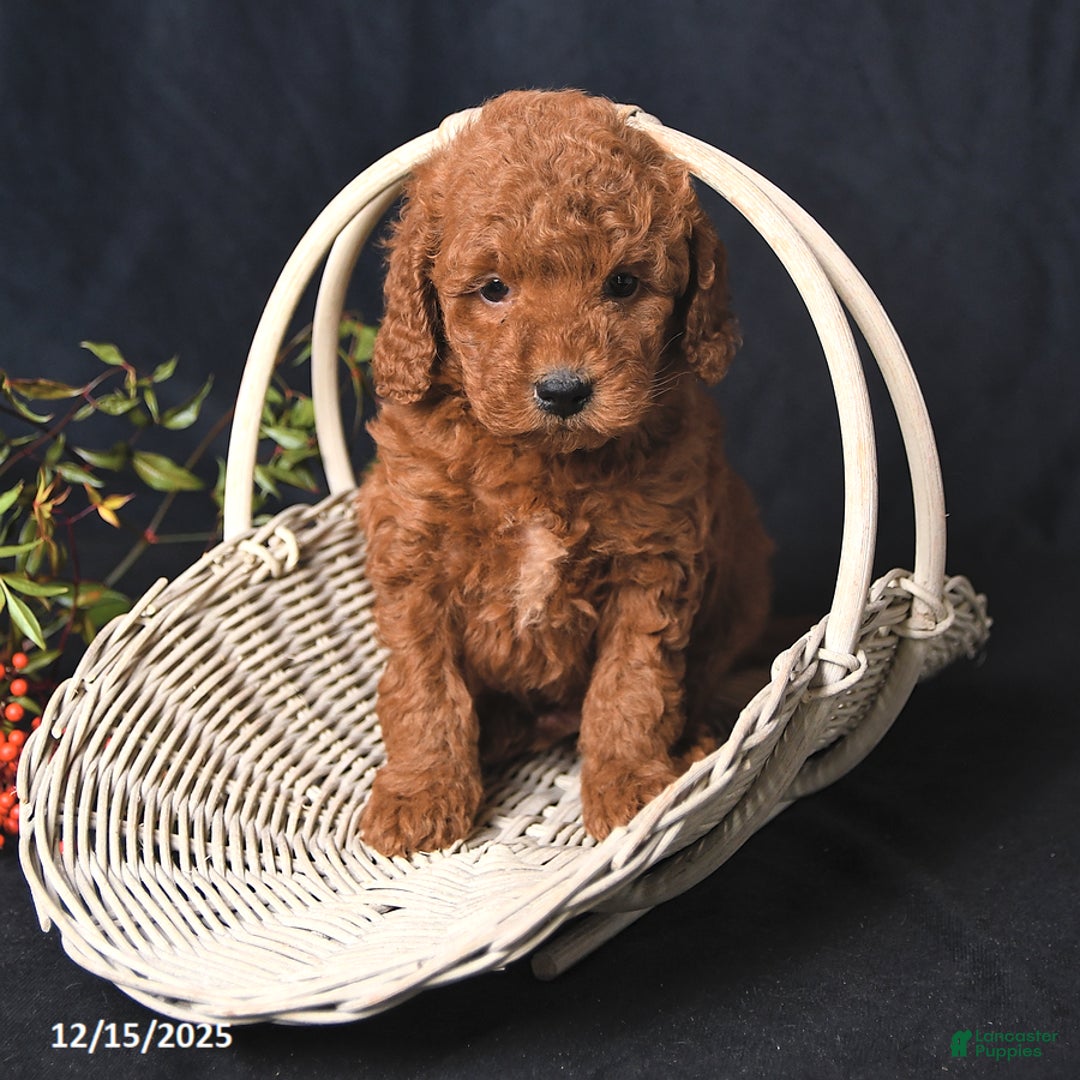 Miniature Poodle dogs for sale: Isaiah - Ad 3
