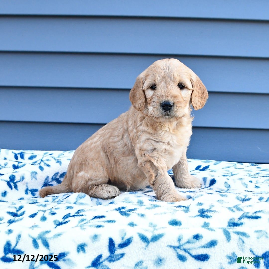 Goldendoodle dogs for sale: Blossom - Ad 1