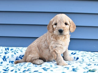 Goldendoodle dogs Blossom - Ad 9