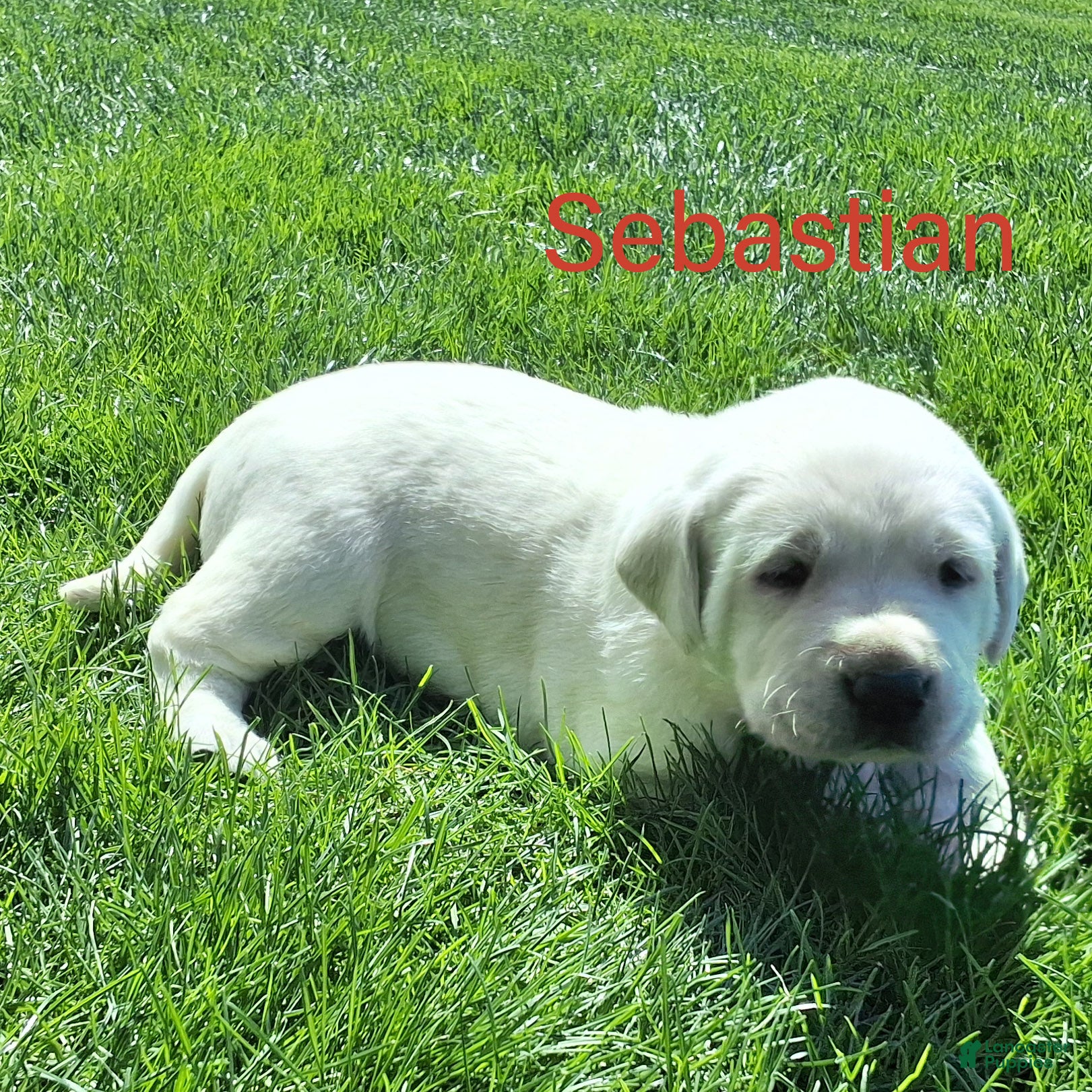 Labrador Retriever dogs Sebastian  - Ad 1