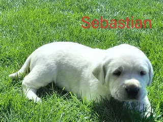 Labrador Retriever dogs for sale: Sebastian - Ad 1