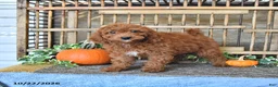 Mini Goldendoodle dogs for sale: Alma - Ad 3